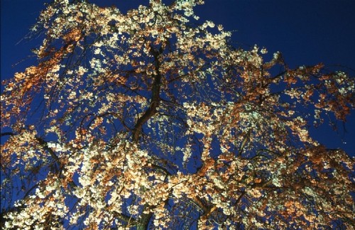 夜桜変化